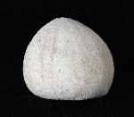 Galerites vulgaris (LESKE 1776) - Bild © FossNet FossilienStore